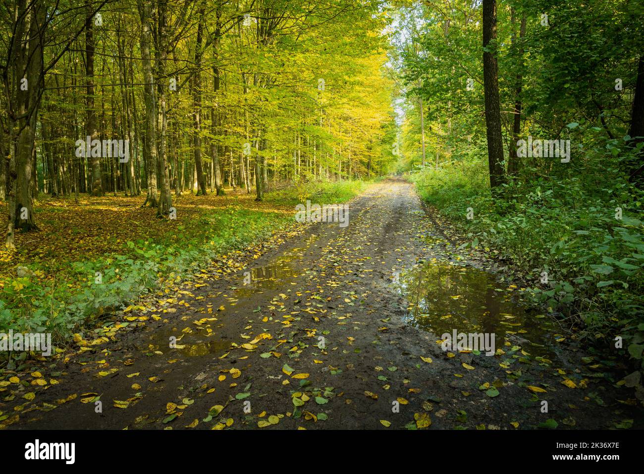 Ruelle dans les bois, un jour d'automne humide, Noviny, Pologne Banque D'Images