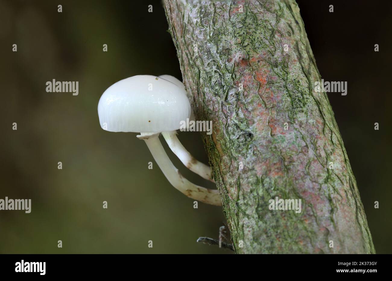 Champignons de Marasmiaceae poussant sur un arbre, forêt de Hamsterly, comté de Durham, Angleterre. Banque D'Images