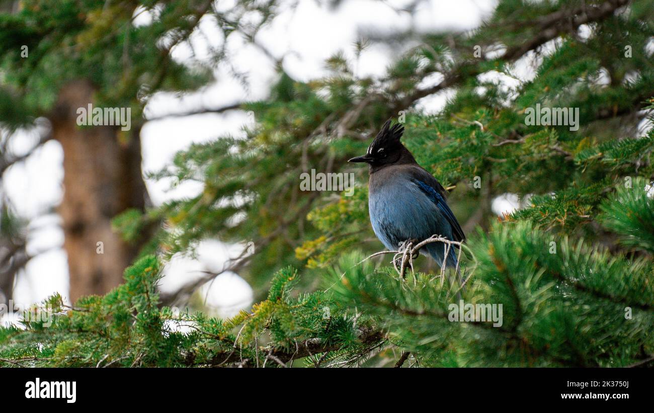 Un oiseau de jay à longue crête perché sur une branche d'arbre dans la forêt Banque D'Images Un oiseau de jay à longue crête perché sur une branche d'arbre dans la forêt Banque D'Images