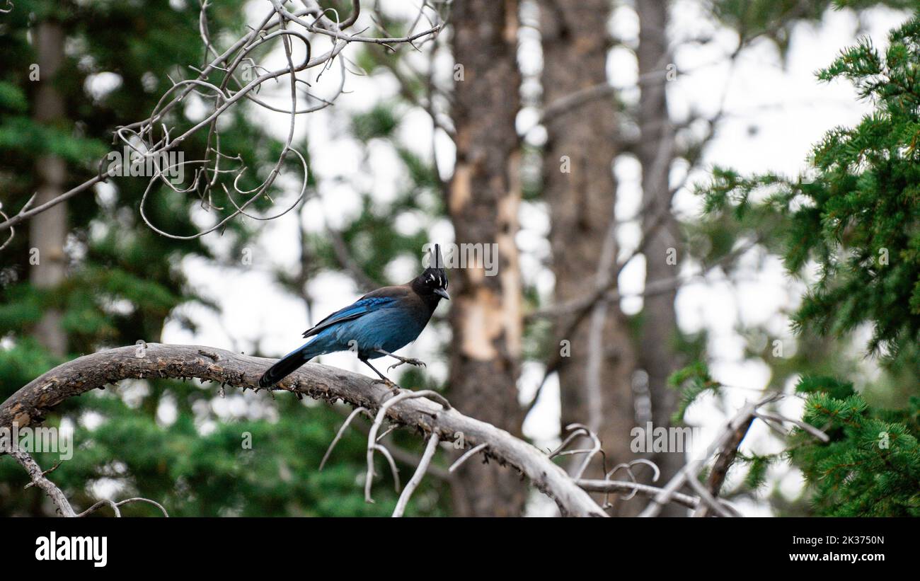 Un oiseau de jay à longue crête perché sur une branche d'arbre dans la forêt Banque D'Images Un oiseau de jay à longue crête perché sur une branche d'arbre dans la forêt Banque D'Images