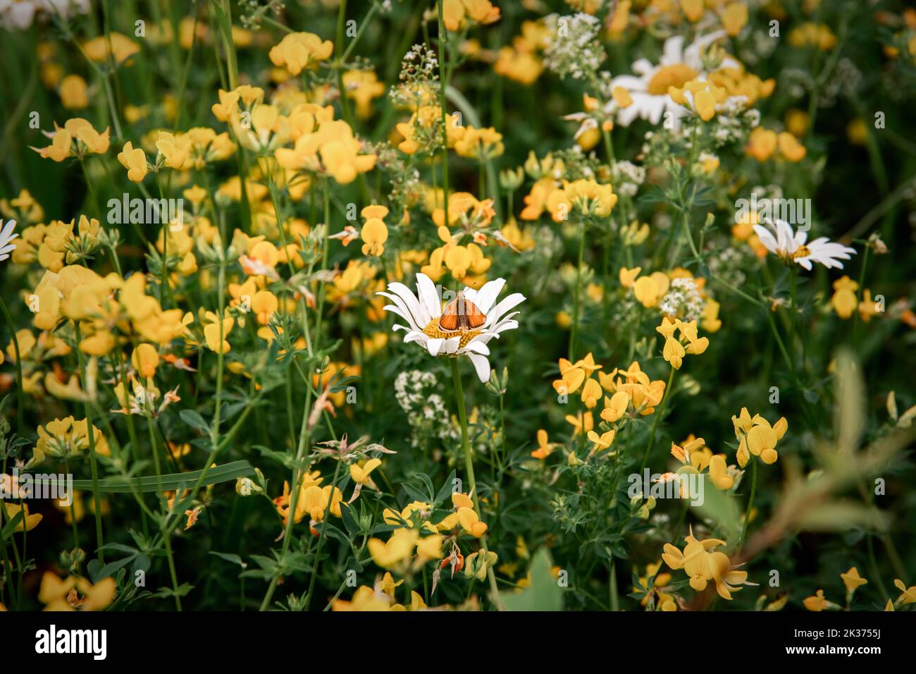 papillon orange assis sur la camomille dans les hors-d'été Banque D'Images