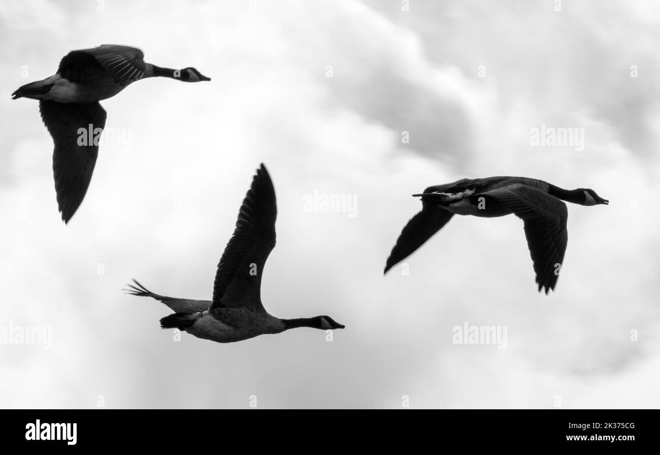 Oies volant en formation à travers les Fens de Cambridgeshire au-dessus d'Ely dans Cambridgeshire Banque D'Images
