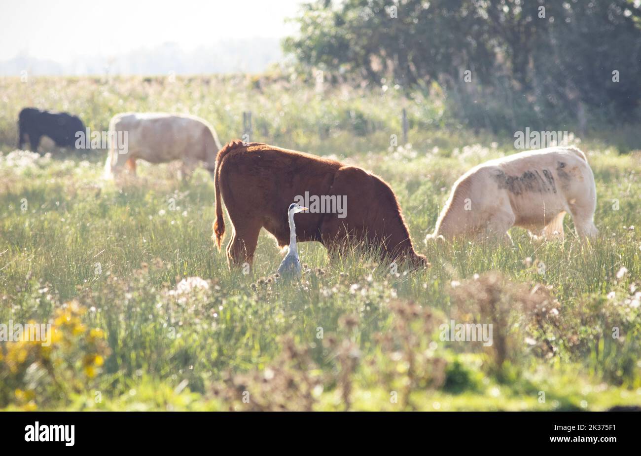 Un Héron partageant un champ avec un troupeau de vaches, sur la rive de la Grande Ouse à Ely, Cambridgeshire Banque D'Images