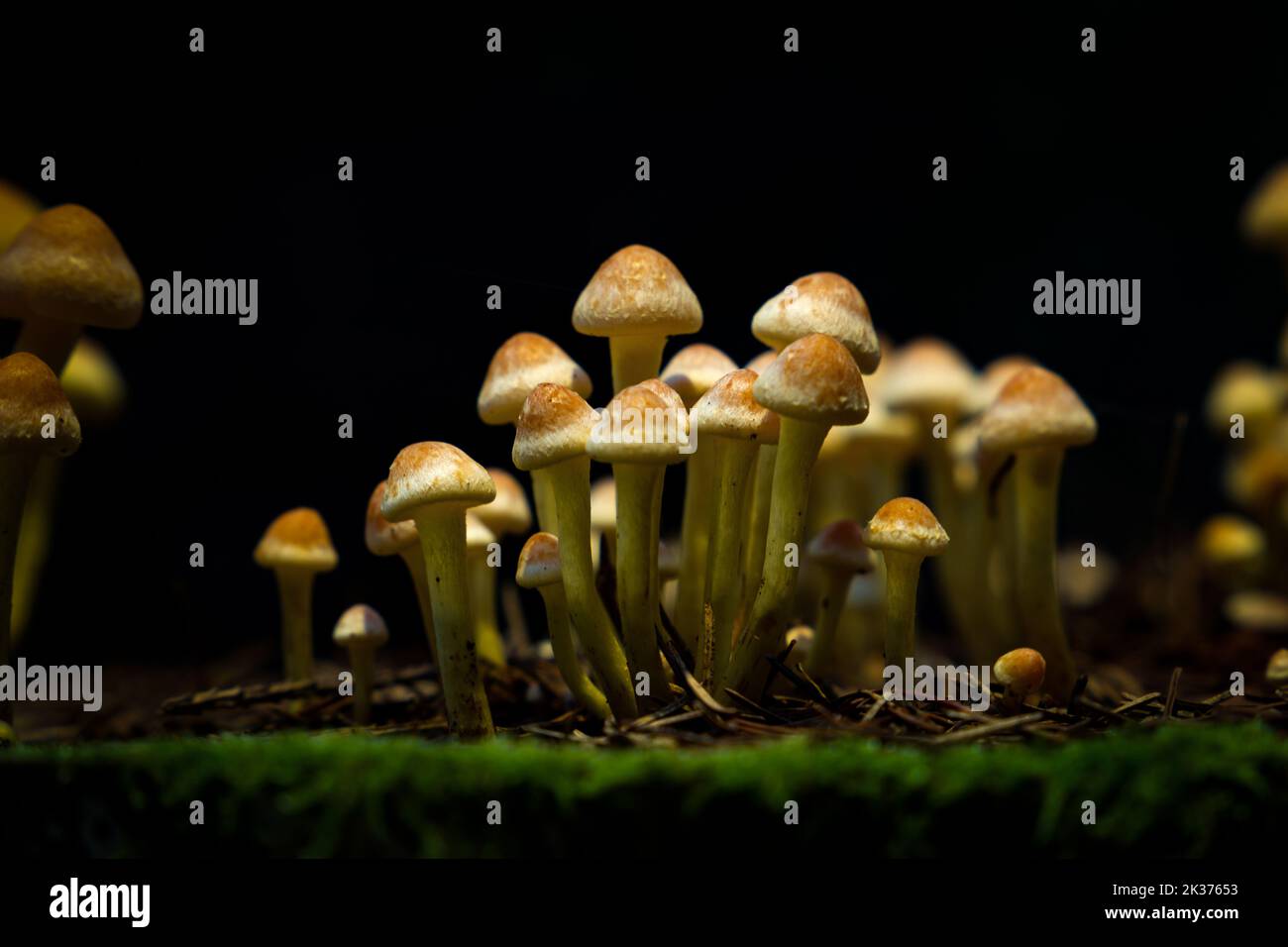 Les champignons agariques au miel poussent sur une souche dans la forêt d'automne. Groupe de champignons sauvages Armillaria. Gros plan. Banque D'Images