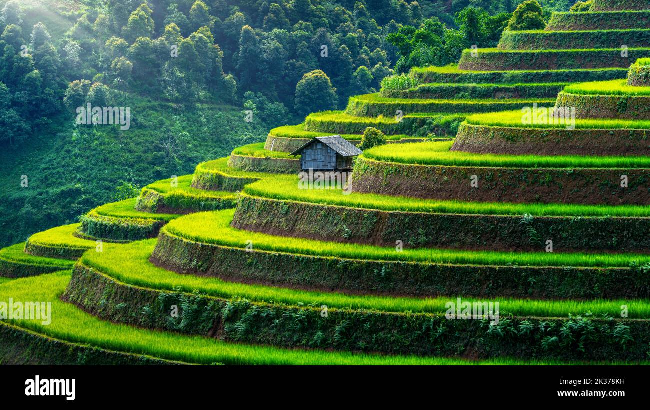 Terrasses de riz à Mu cang chai, Vietnam. Banque D'Images