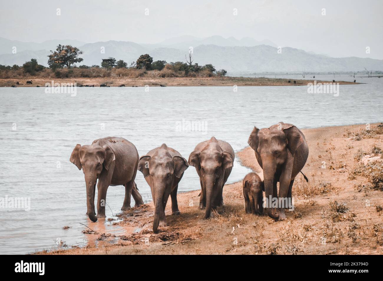 Famille d'éléphants debout près du lac pour boire un verre. Les éléphants adultes protègent un petit enfant des prédateurs sauvages dans les champs de savane et d'herbe africains. Concept de la faune et de la flore. Filtre de tonalité orange Banque D'Images