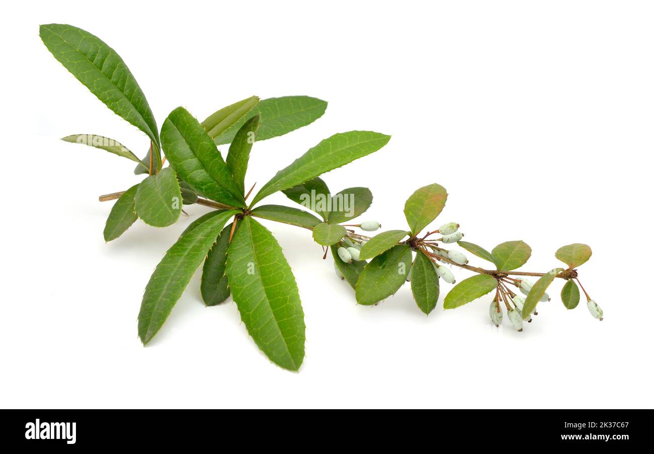 Berberis julianae, l'airelle d'hiver ou la barberry chinoise. Isolé sur fond blanc Banque D'Images