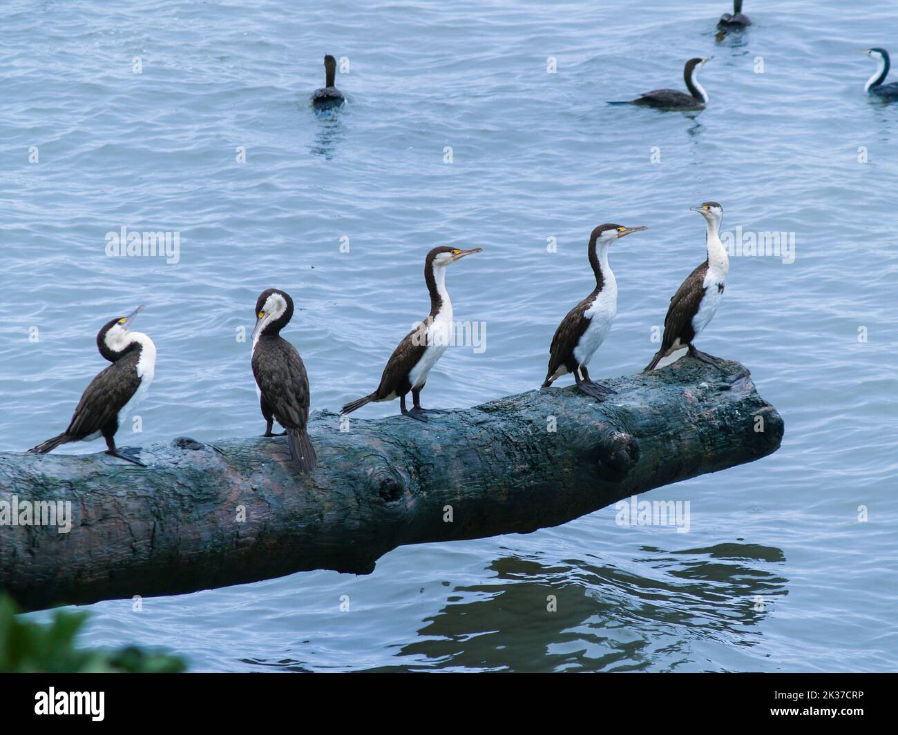 Pied flock perching sur la bûche au-dessus de l'eau. Banque D'Images