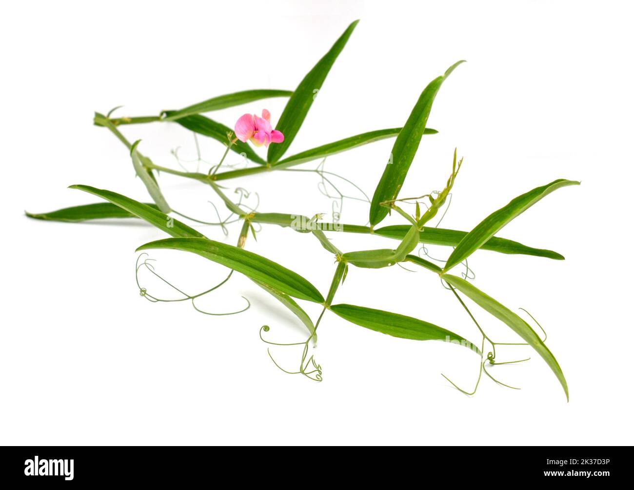 Lathyrus sylvestris, le pois plat ou le pois à feuilles étroites. Isolé sur fond blanc Banque D'Images