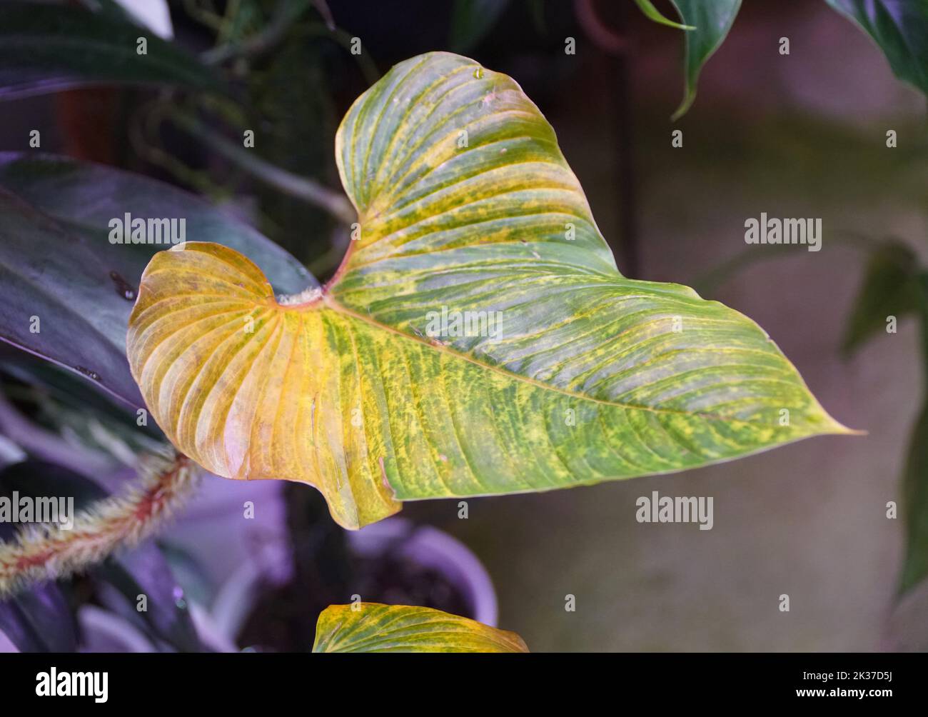 Gros plan d'une feuille jauneuse de Philodendron Serpens, une plante tropicale rare Banque D'Images