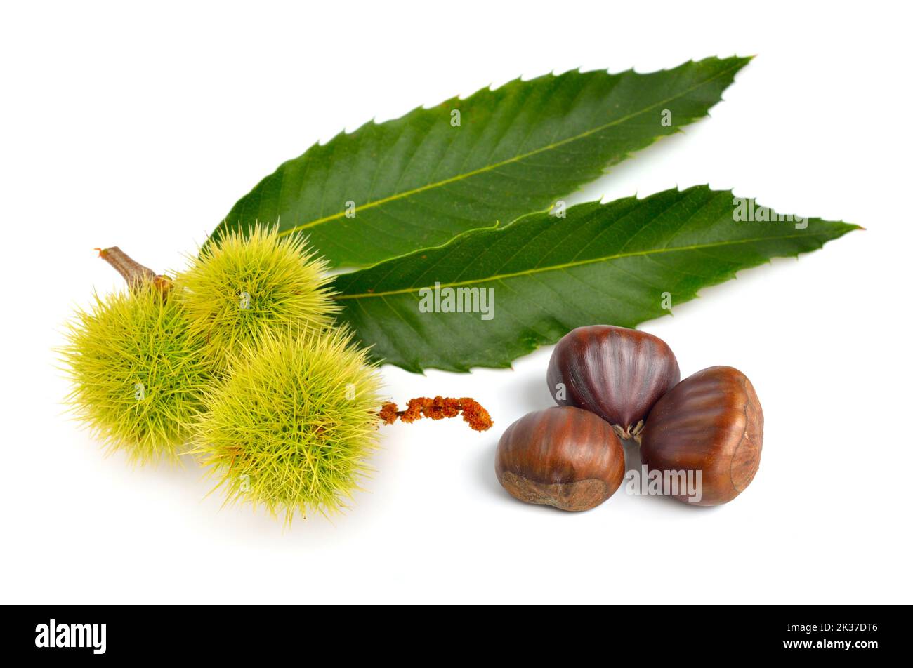 Castanea sativa, châtaignier ou des fruits. Isolé sur fond blanc. Banque D'Images
