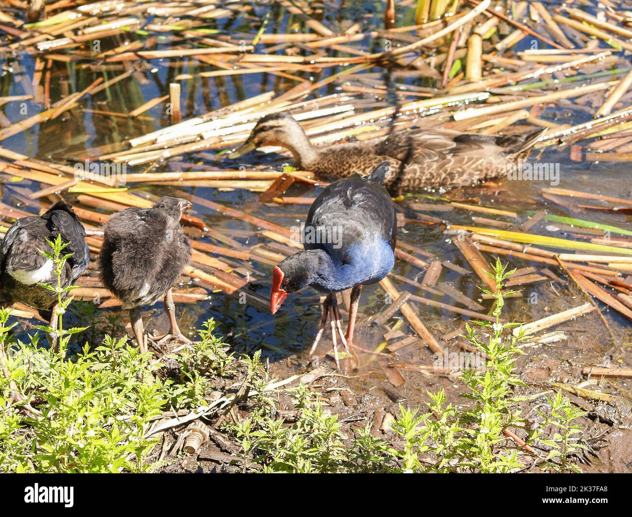 Pukeko dans les marais à la recherche de nourriture.végétation et de petits vers. Banque D'Images