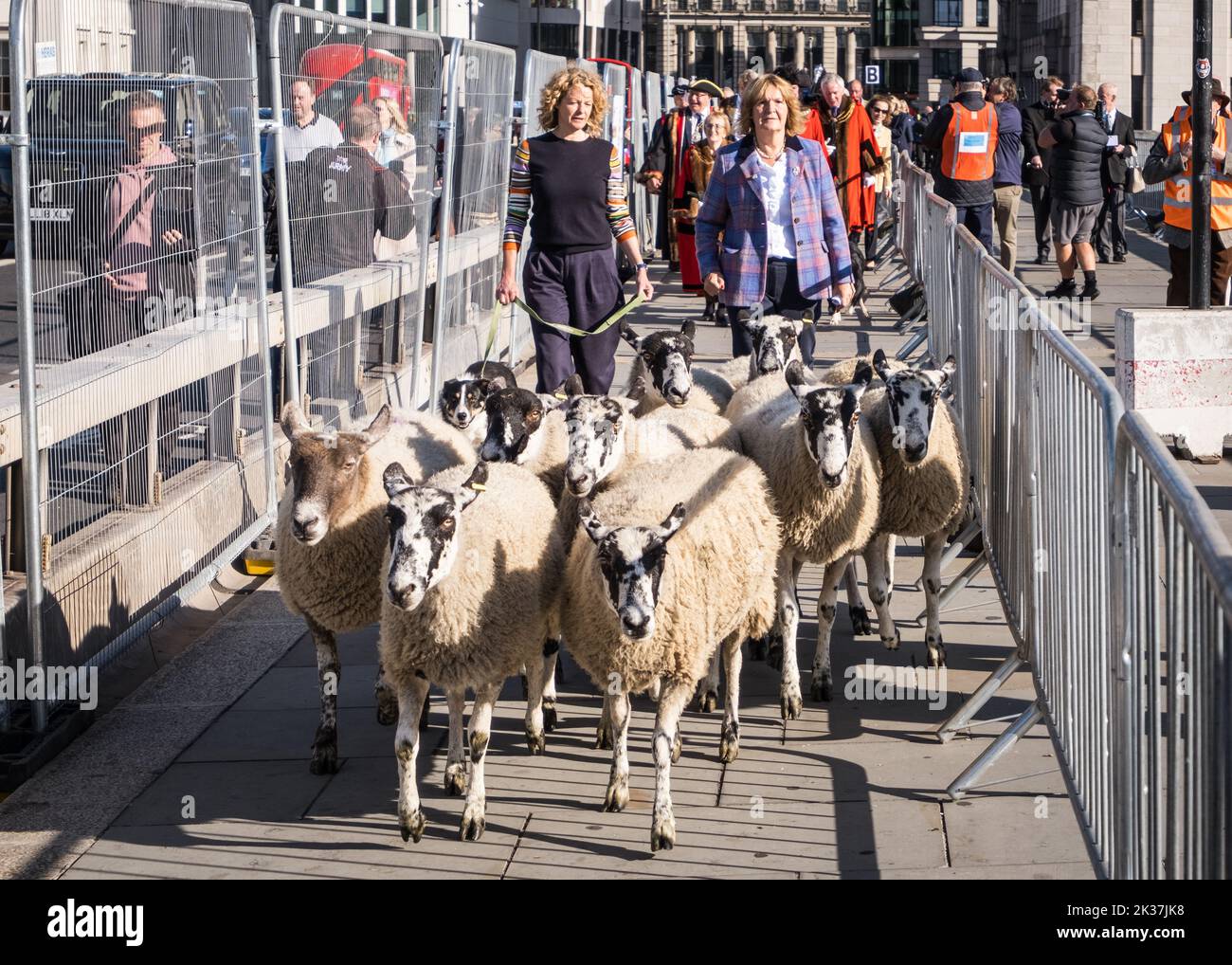 Kate humble conduit Sheep à travers la Tamise sur le London Bridge dans le cadre de la London Sheep Drive 2022, Freemans Tradition, 25th septembre, Londres. Banque D'Images
