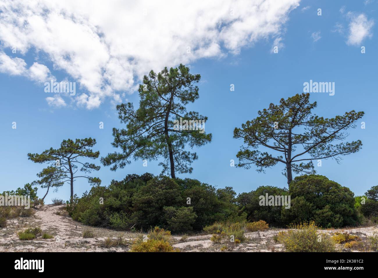 Réserve naturelle de l'estuaire du Sado à Comporta au Portugal avec arbres verts et ciel nuageux Banque D'Images