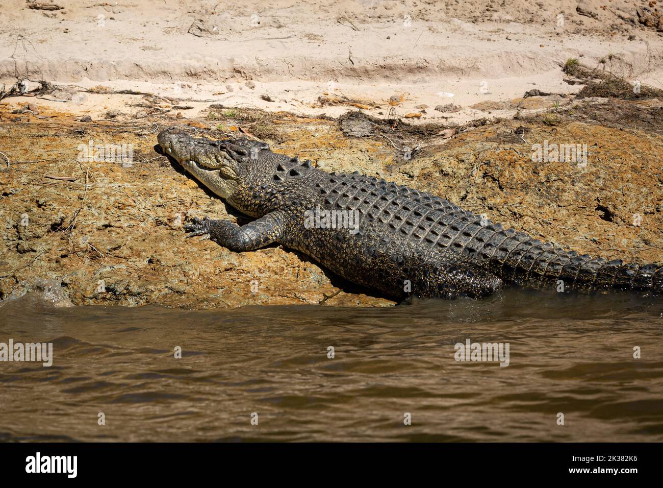 Crocodile sauvage dans la lumière du soleil chaude du coucher du soleil à cahills traversant dans le territoire du Nord, Australie Banque D'Images