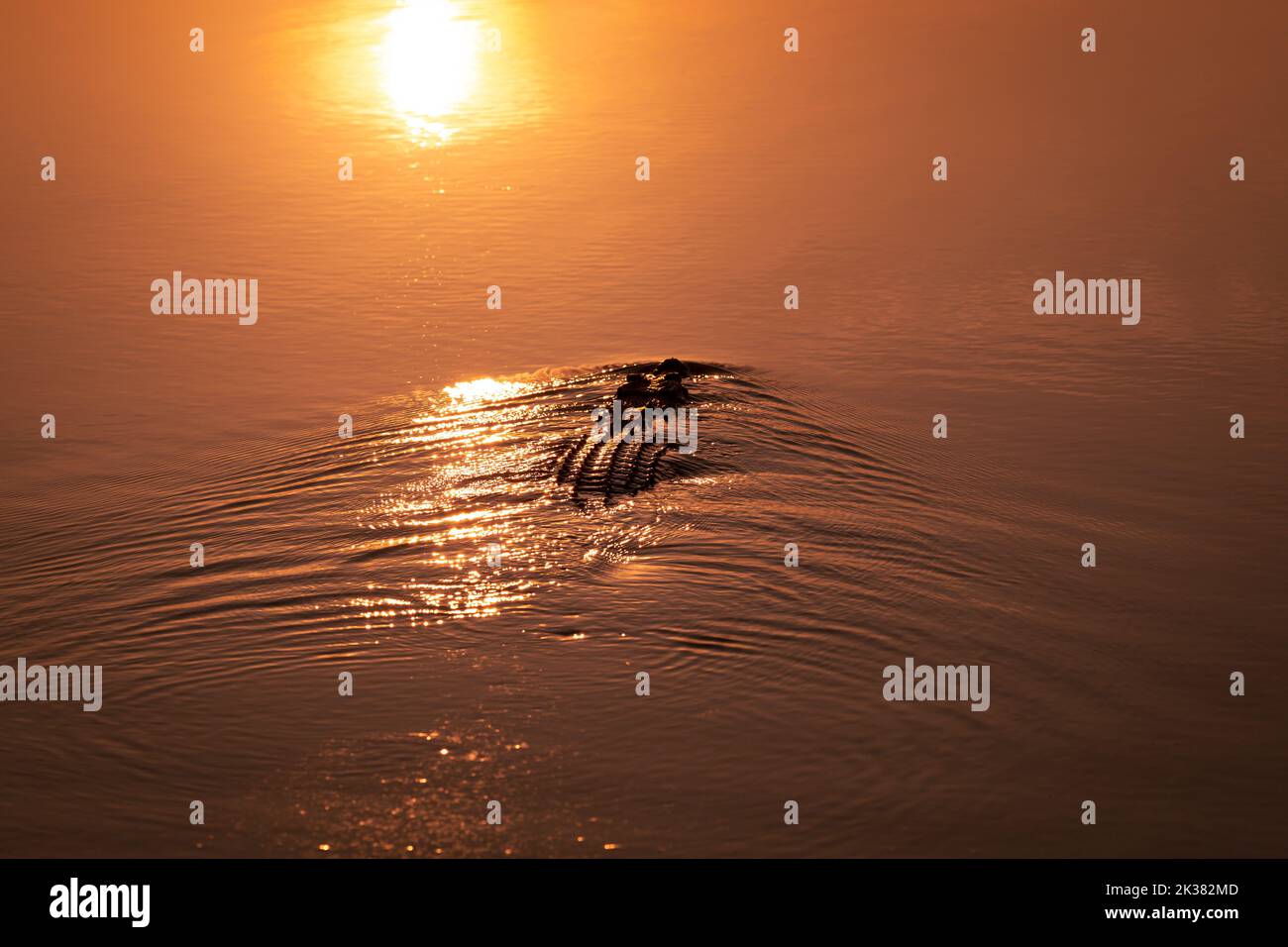 Crocodile sauvage en attente de poisson à la traversée des collines dans le territoire du Nord, Australie, au coucher du soleil. Banque D'Images
