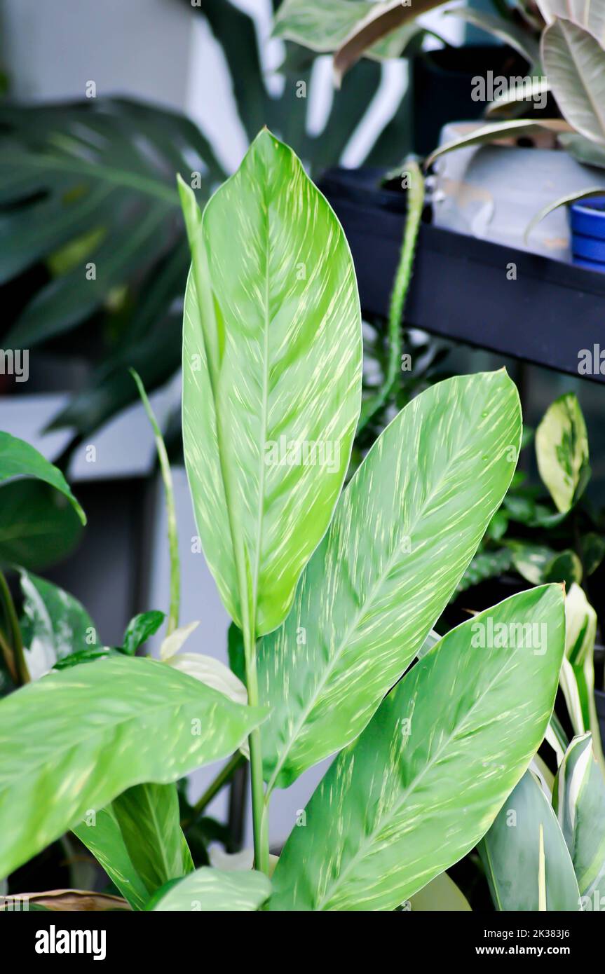 Alpinia zerumbet, gingembre Variegated ou Alpinia galanga ou usine ZINGIBERACEAE Banque D'Images