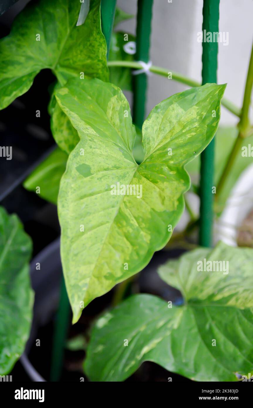 Syngonium podophyllum, Arrowhead Vine ou Goosefoot Plant ou Araceae ou syngonium bicolore Banque D'Images