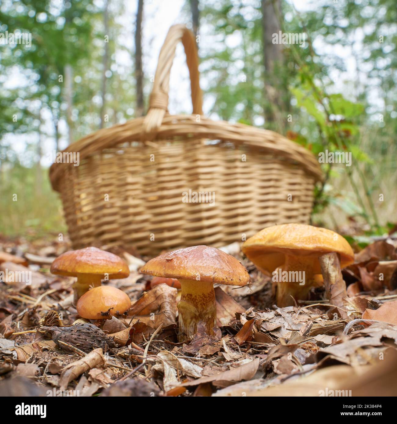 Bolete de Greville comestible, Suillus grevillei et un panier à ramasser en automne dans la forêt Banque D'Images