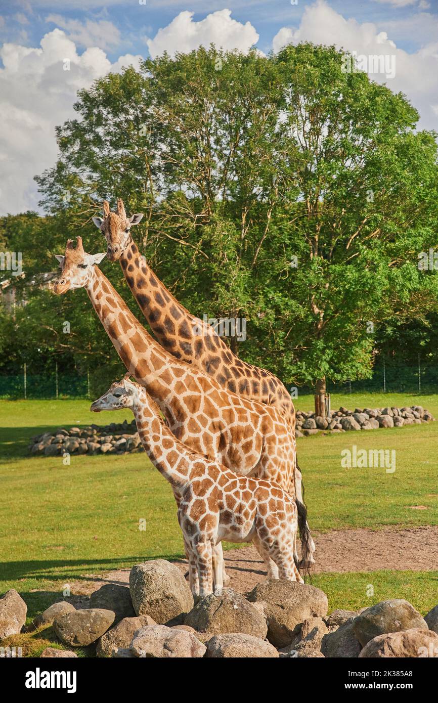 Charmante famille de girafes marchant dans la prairie Banque D'Images