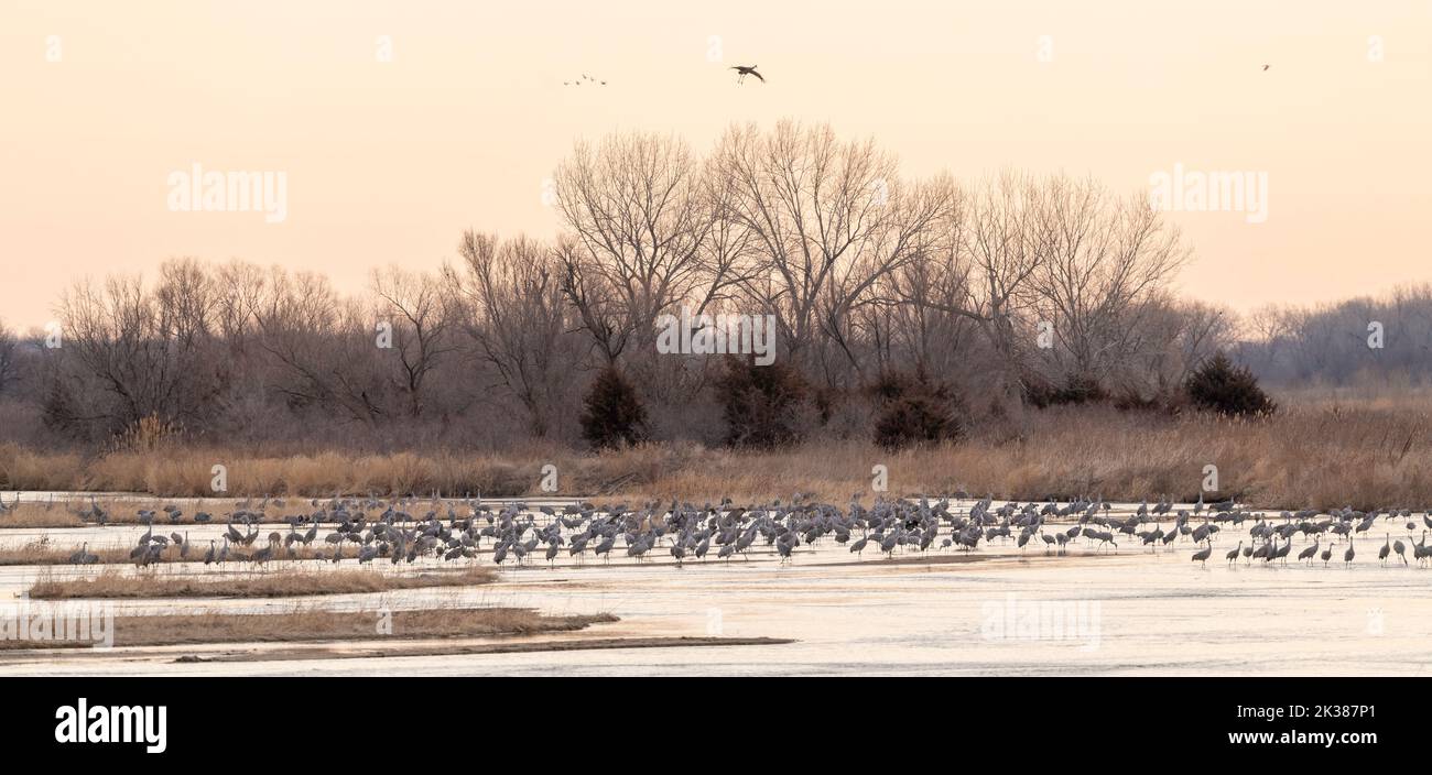 Grues à flanc de sable (Grus canadensis) prêtes à rôtir, Platte River, coucher de soleil, début du printemps, Nebraska, USA, par Dominique Braud/Dembinsky photo Assoc Banque D'Images