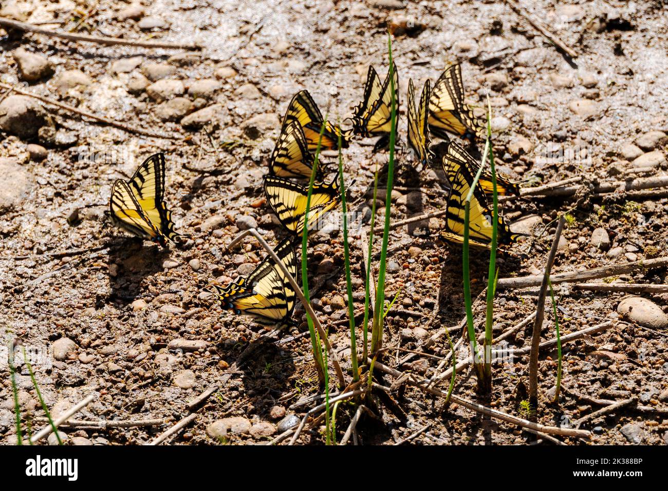 Monarch Butterflies; Parc régional Andy Bailey; secteur de gestion Muska-Kechika; au sud de fort Nelson; Colombie-Britannique; Canada Banque D'Images