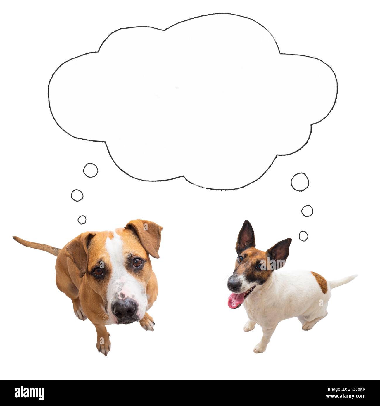Deux chiens drôles regardant la caméra avec la bulle de la parole, image isolée. Collage numérique d'animaux de compagnie pensant ou demandant, concepts, espace vide Banque D'Images