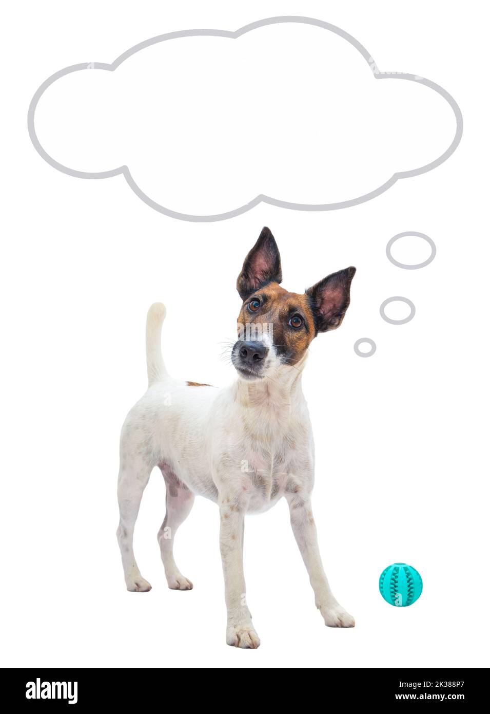 Chien curieux drôle avec une boule et une bulle de parole, isolé. Renard terrier ludique et intelligent et lisse regardant l'appareil photo, l'espace de copie Banque D'Images