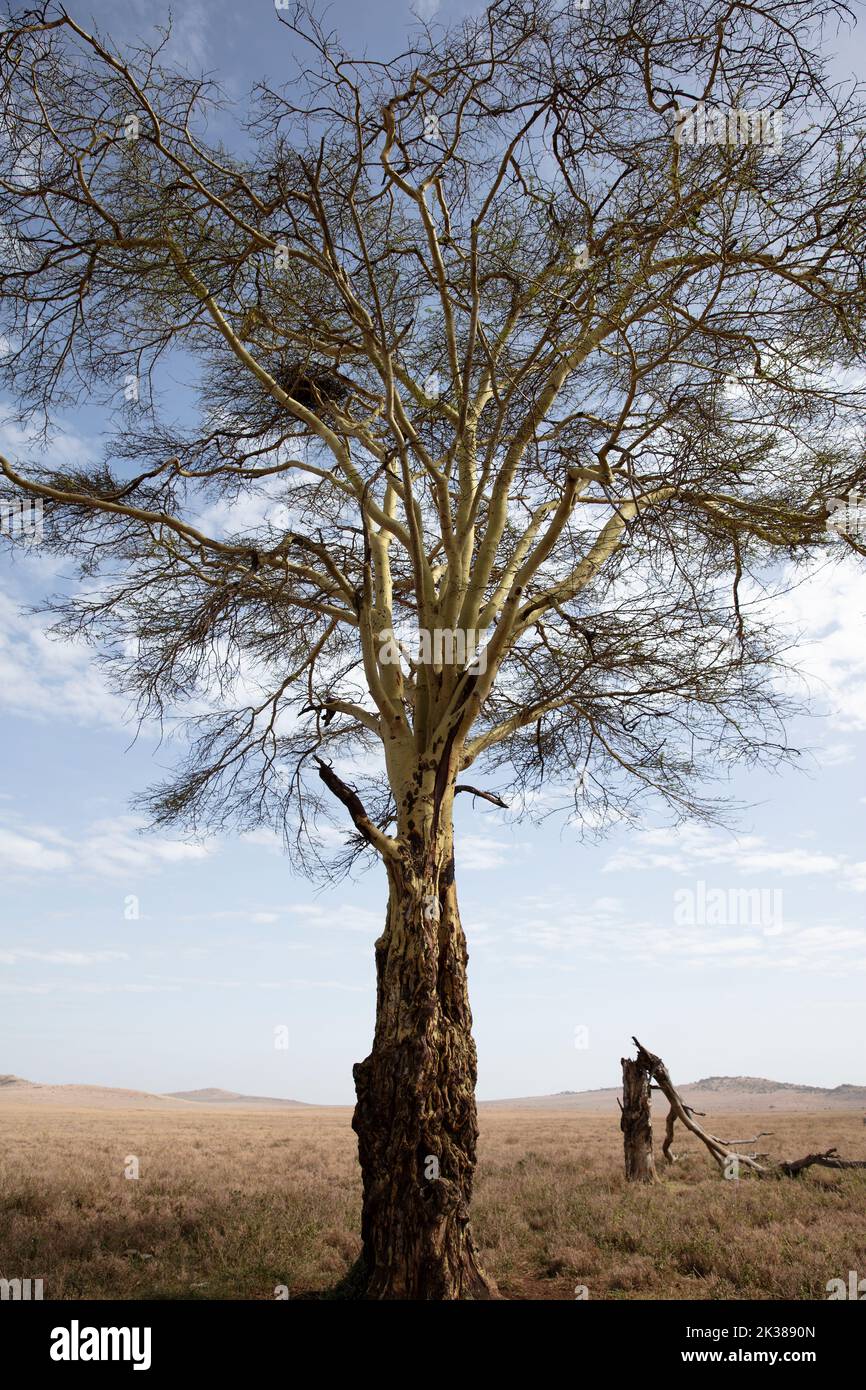 Arbre de fièvre (Vachellia xanthophloea), en croissance près du marais, près de la savane à herbe courte, N. Kenya, E Afrique, par Dembinsky photo Assoc Banque D'Images