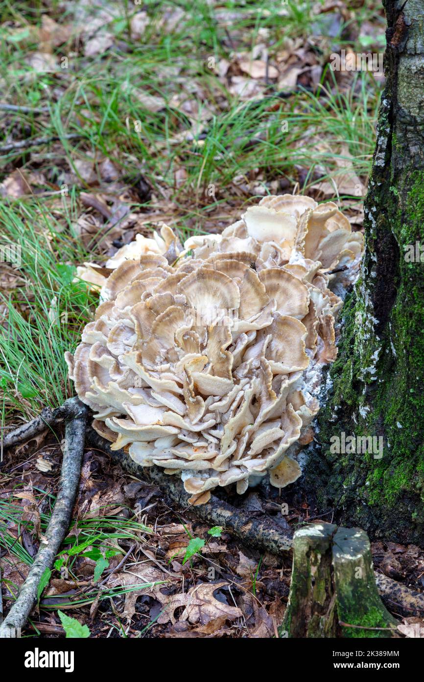 Champignons Maitake (Grifola frondosa) poussant à la base de l'arbre, E forêt de feuillus, fin d'été, automne, E USA, Par James D Coppinger/Dembinsky photo Assoc Banque D'Images