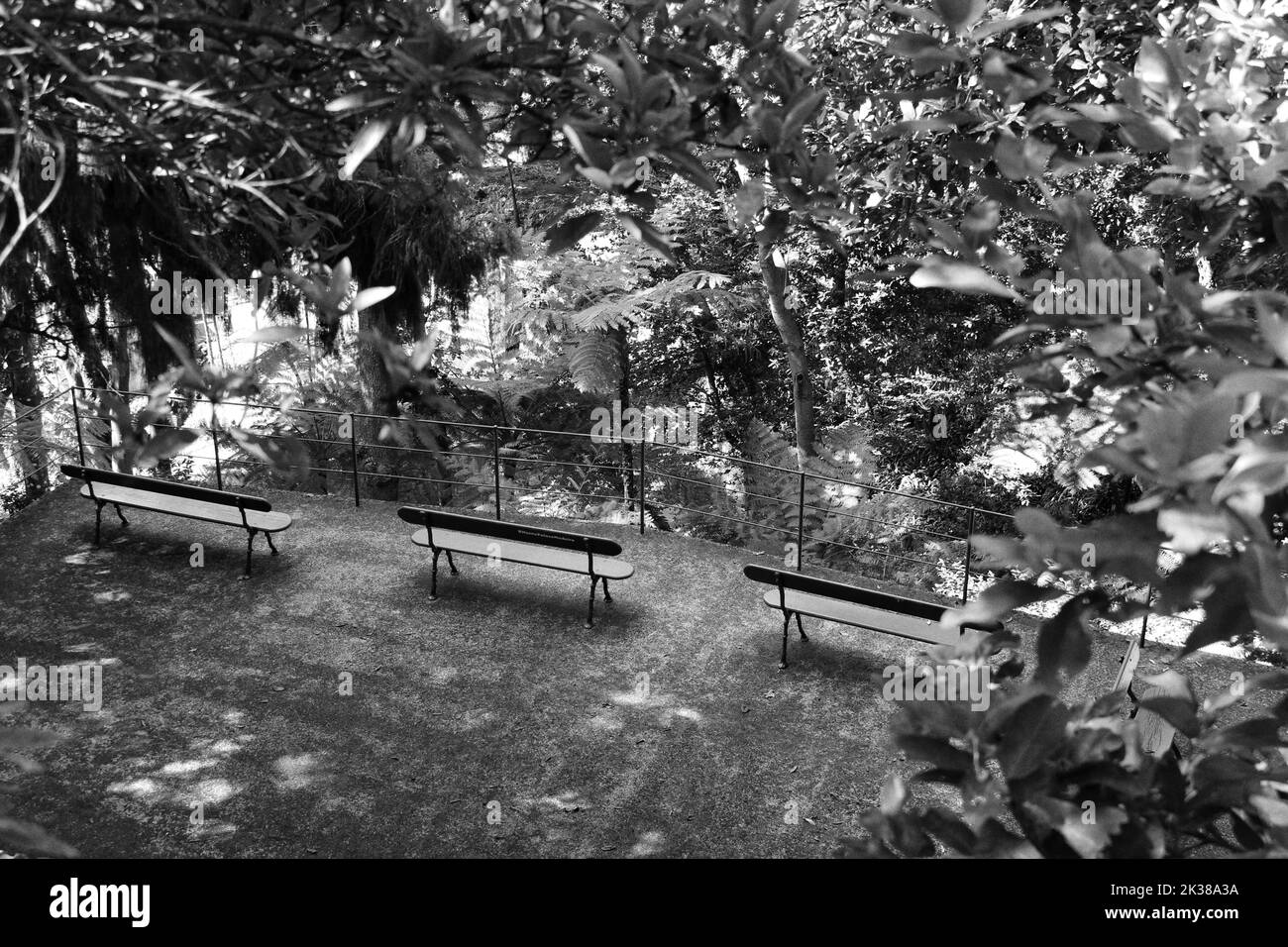 Une photo monochrome de trois bancs dans la jungle entourée d'arbres Banque D'Images