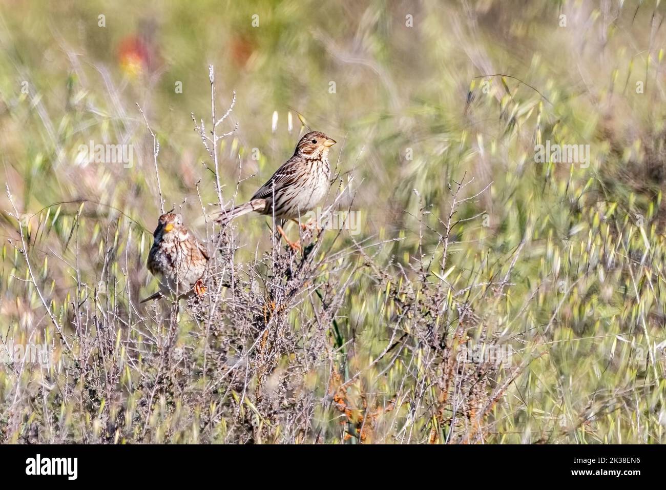 Le Bunkting de maïs (Emberiza calandra) est un oiseau de passereau de la famille des Bunkting Emberizidae, un groupe maintenant séparé par la plupart des auteurs modernes de la finc Banque D'Images