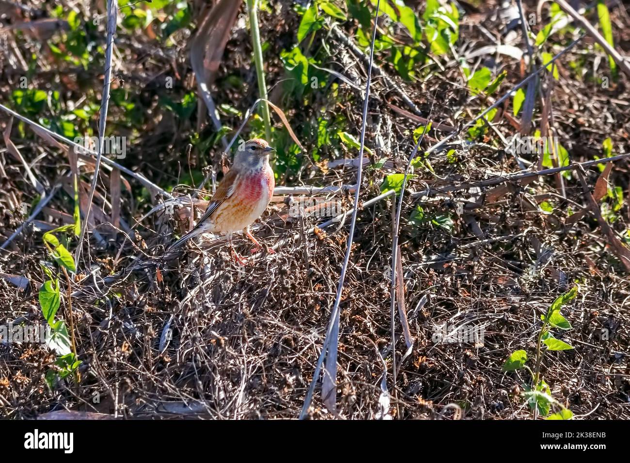 Le linnet eurasien ou le linnet commun (Linaria cannabina) est un petit oiseau de passereau de la famille finch, Fringillidae. Banque D'Images