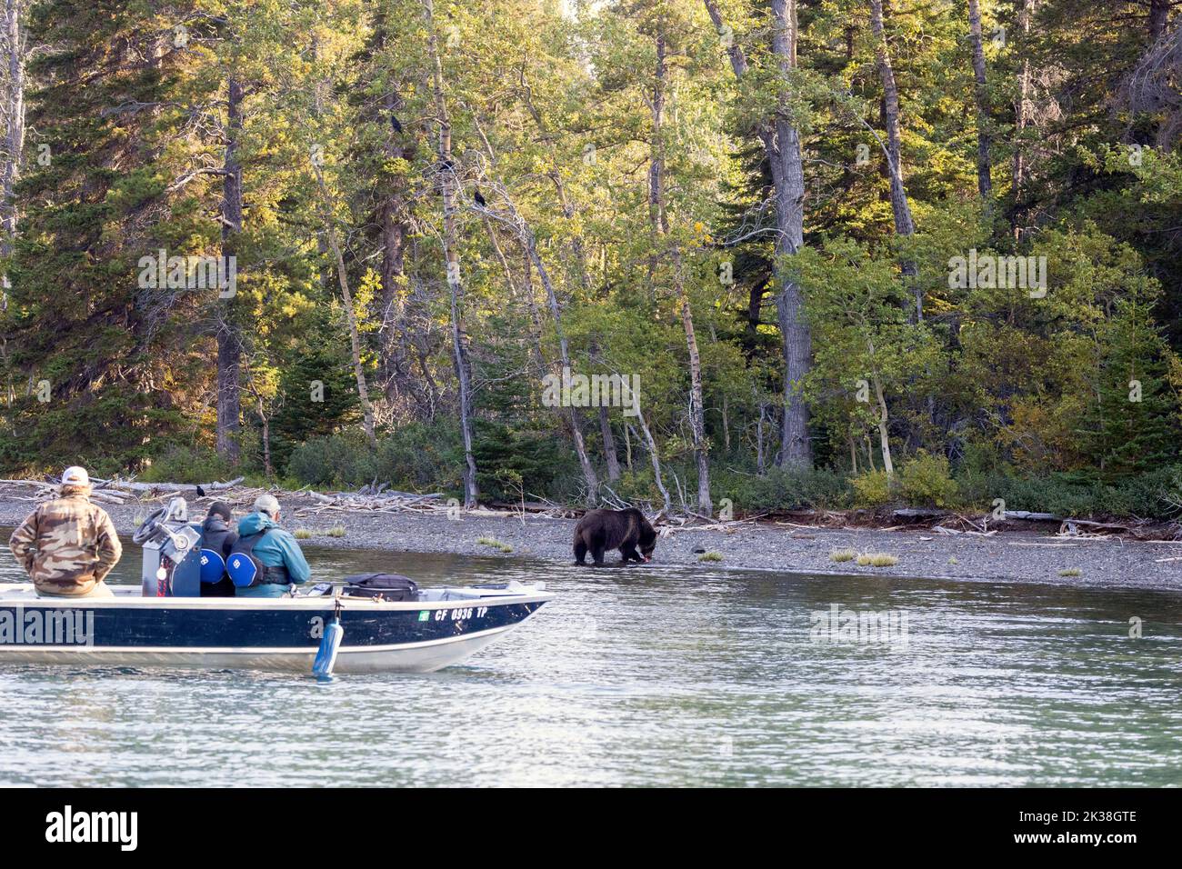 Personnes qui ont l'occasion de regarder le grizzli depuis le bateau Banque D'Images