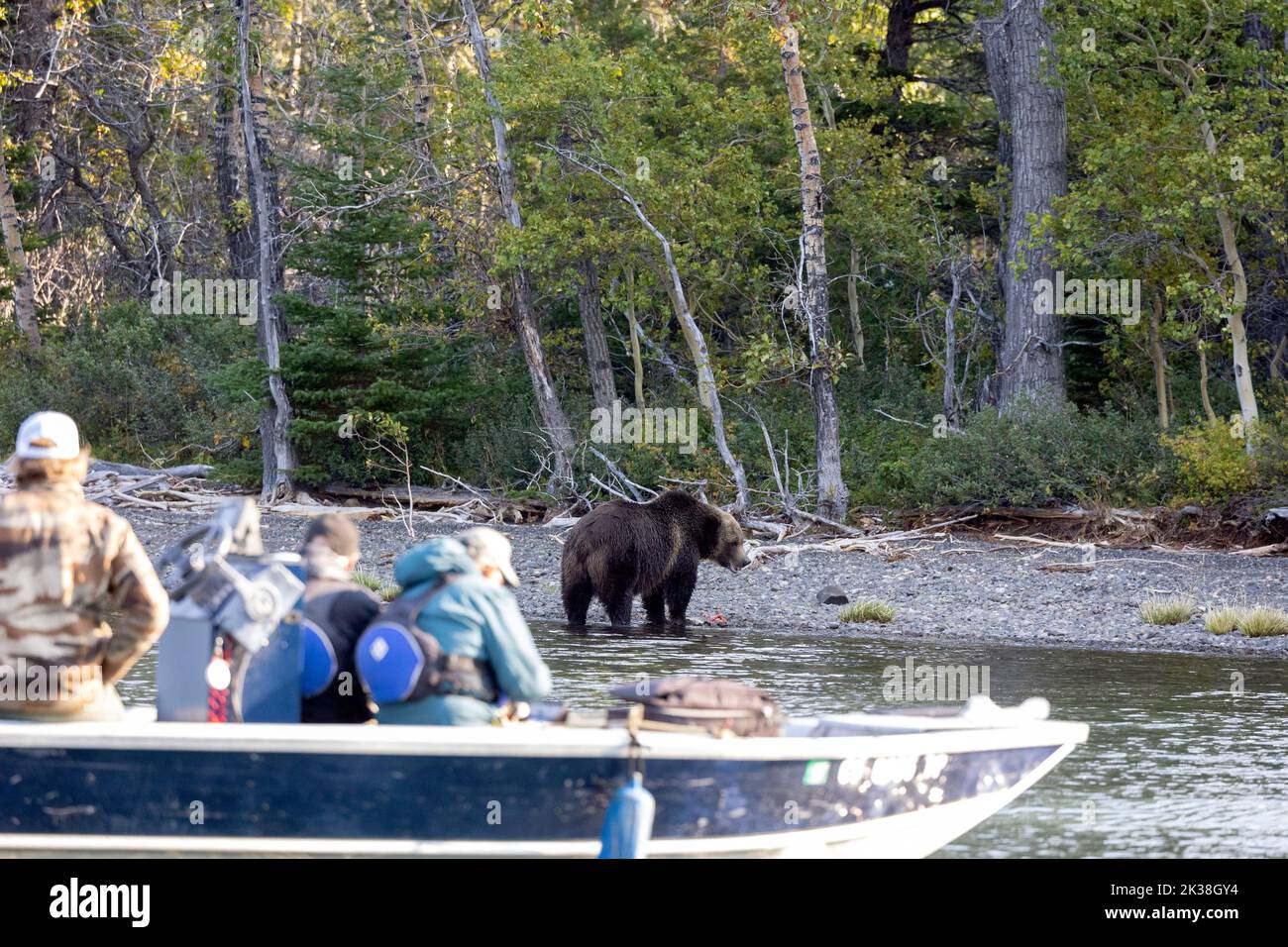 Personnes qui ont l'occasion de regarder le grizzli depuis le bateau Banque D'Images