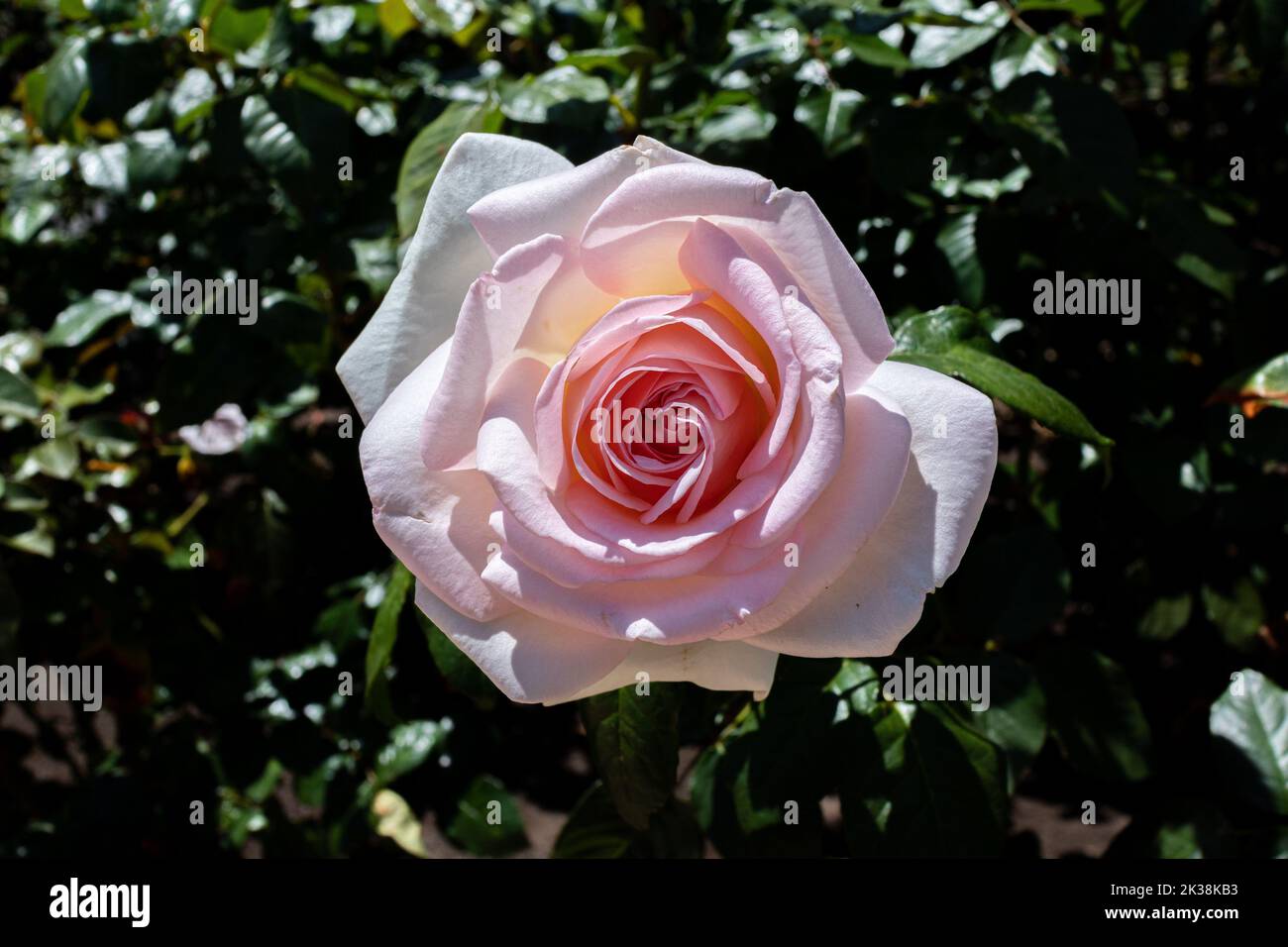 Cette rose rose rose et blanche se distingue par sa pleine floraison. Banque D'Images