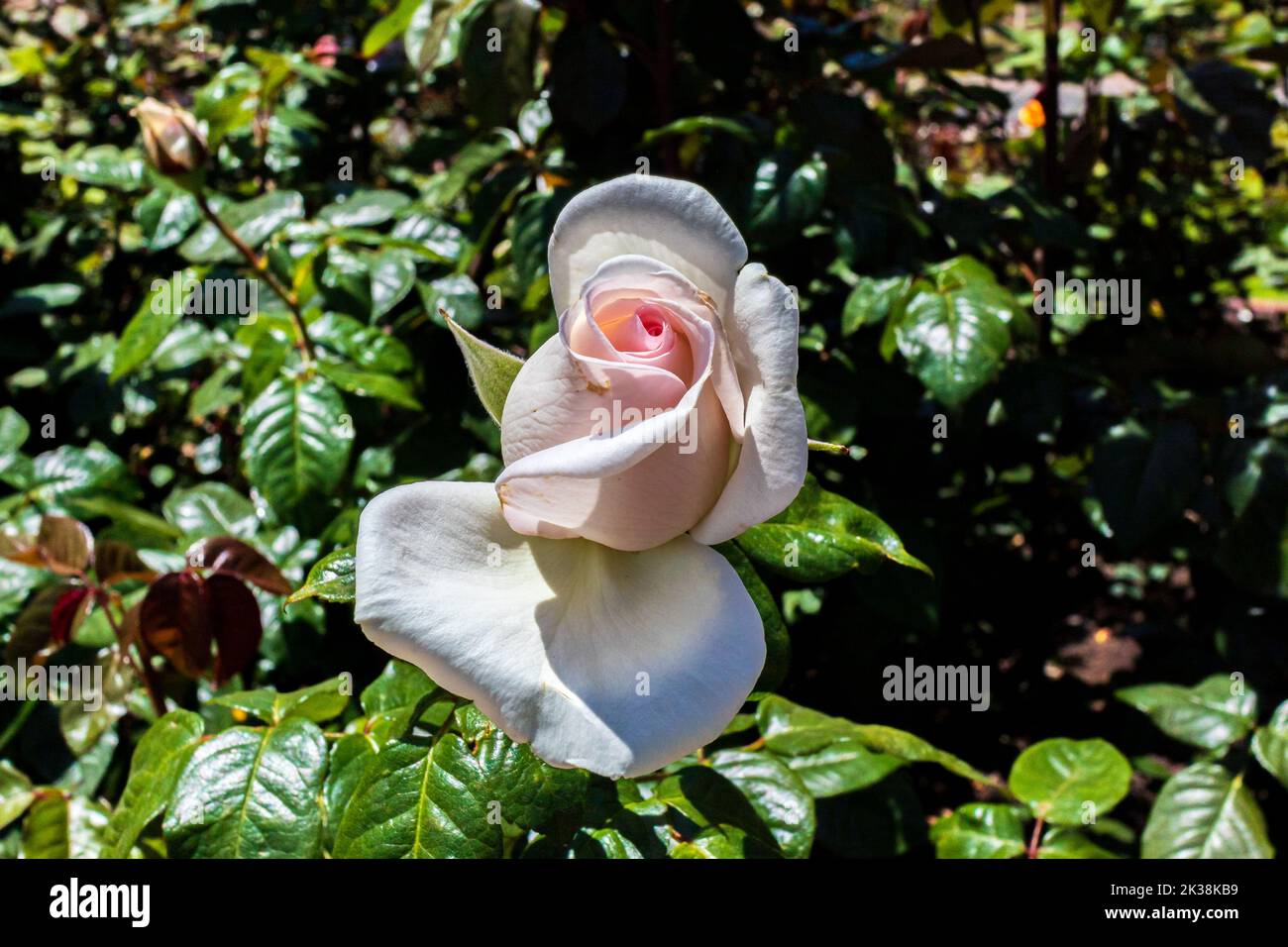 Cette rose blanche se distingue lorsqu'elle commence à fleurir. Banque D'Images