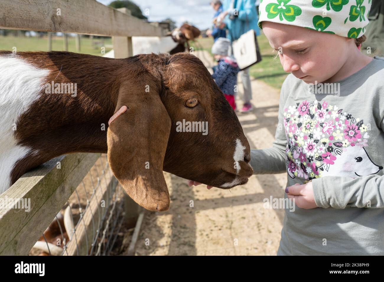 Une petite fille qui s'amuse à nourrir un mouton de race rare avec des granulés de nourriture à Adams Farm, Cotswold Farm Park, Gloucestershire, Royaume-Uni Banque D'Images