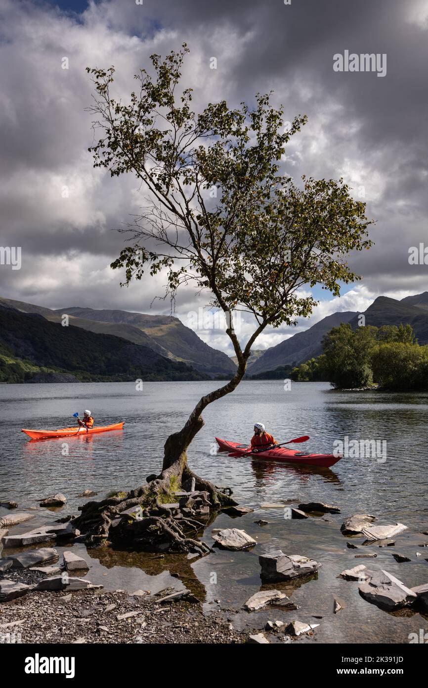 Arbre solitaire avec canoës, Llanberis, Snowdonia, pays de Galles du Nord Banque D'Images