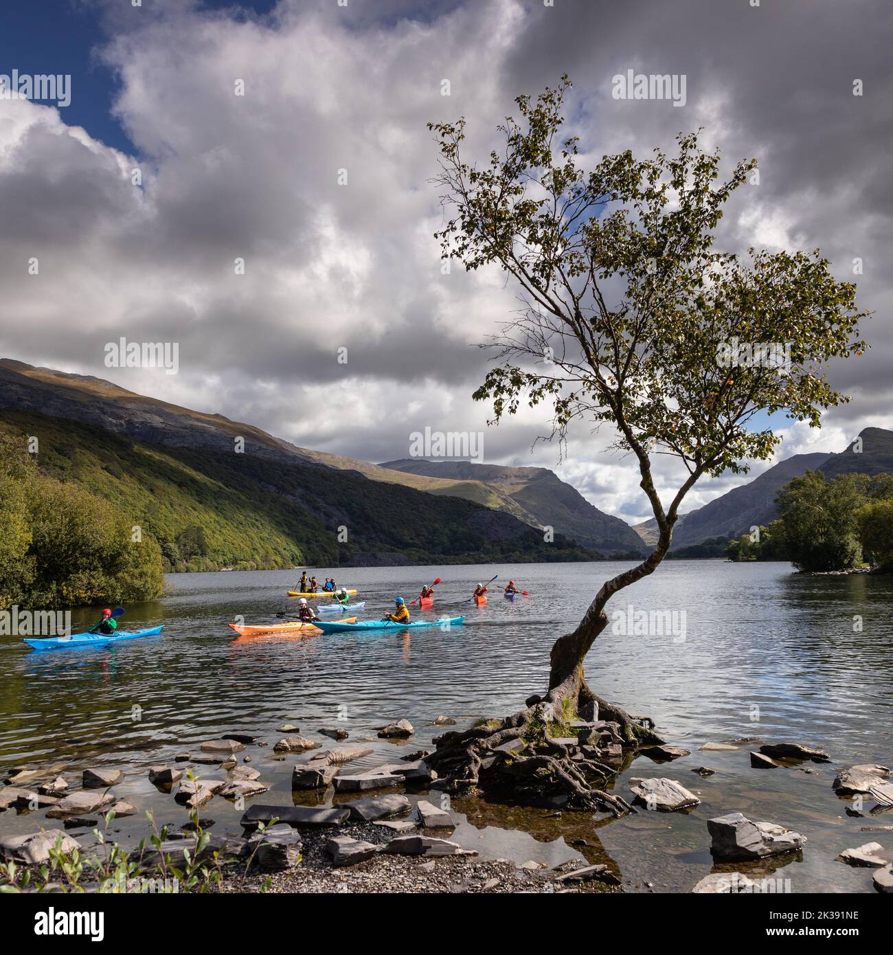 Arbre solitaire avec canoës, Llanberis, Snowdonia, pays de Galles du Nord Banque D'Images