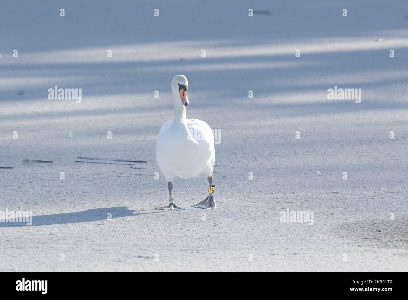 Un cygne muet adulte (cygnus olor) traverse un lac gelé couvert de neige à Baildon, dans le Yorkshire. Banque D'Images