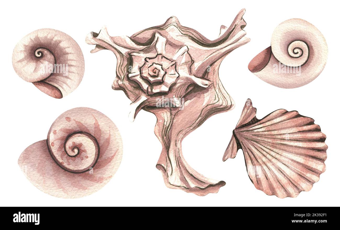 Les coquillages sont différents . Illustration aquarelle. Objets isolés d'un grand ensemble de NOIX DE COCO. Pour la décoration et le design, compositions de plage Banque D'Images