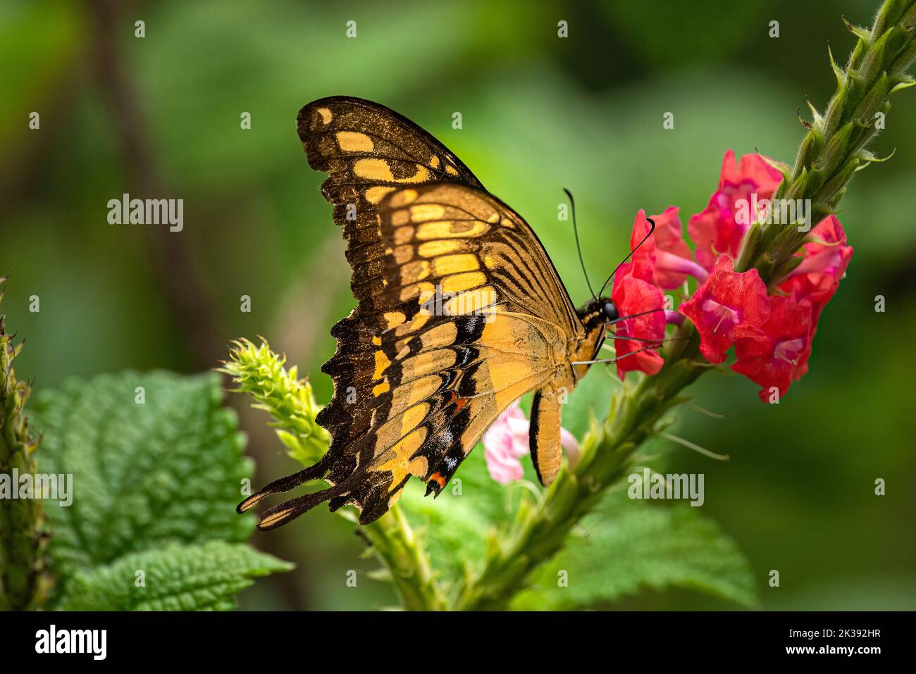 Papillon géant à queue de cygne sur une fleur rouge Banque D'Images