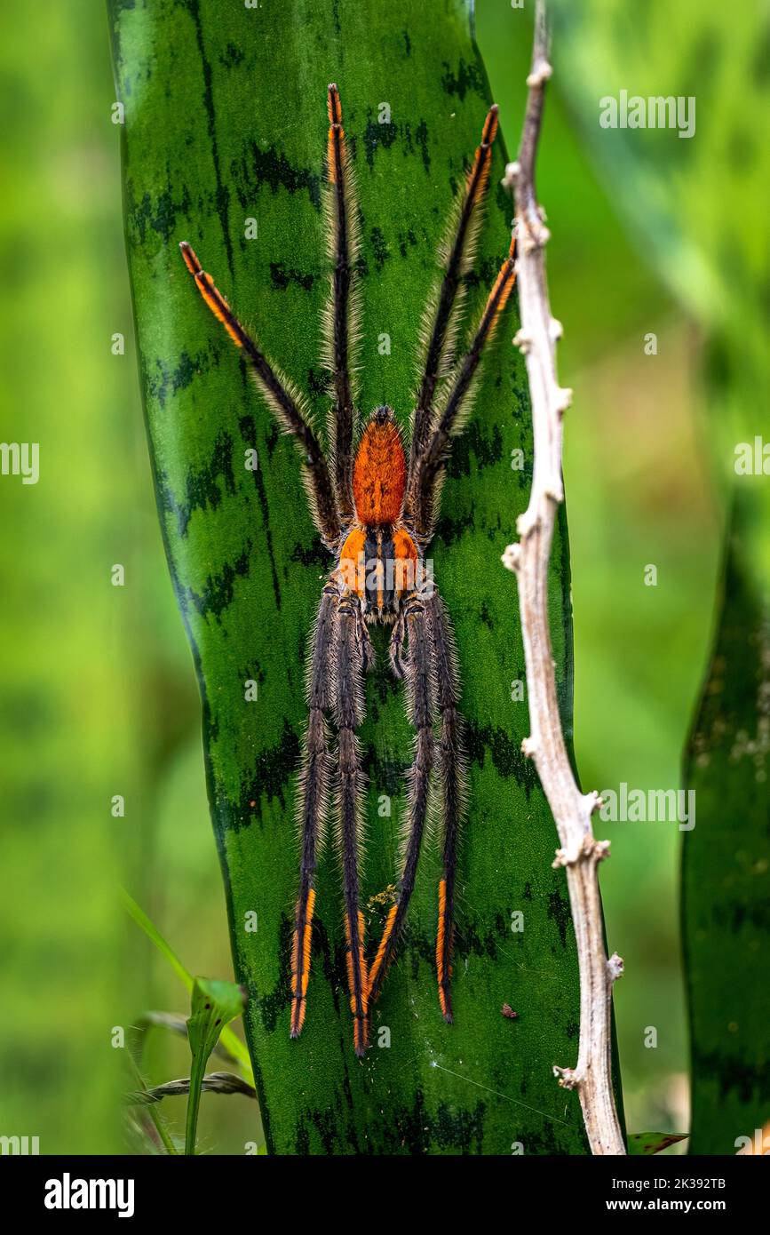 Grande araignée errante (10cm / 4 pouces) - Cupiennius getazi Banque D'Images