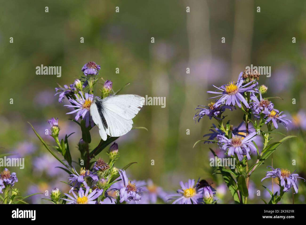 Michaelmas Daisies (Symphyotrichum Novi-Belgii) au début de l'automne Sunshine avec un petit papillon blanc (Pieris rapae) qui fourraille sur les fleurs Banque D'Images