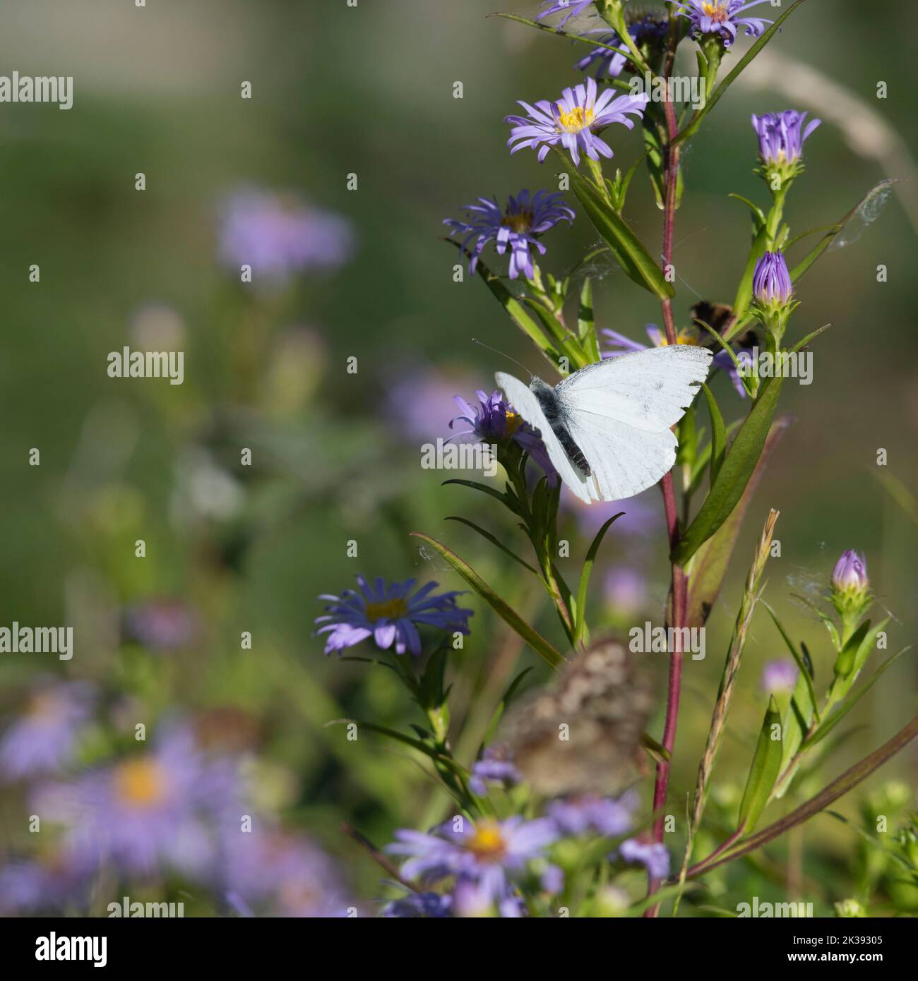 Un petit papillon blanc (Pieris rapae) se nourrissant d'une fleur de pâquerette de Michaelmas (Symphyotrichum Novi-Belgii) à la fin de l'été Banque D'Images