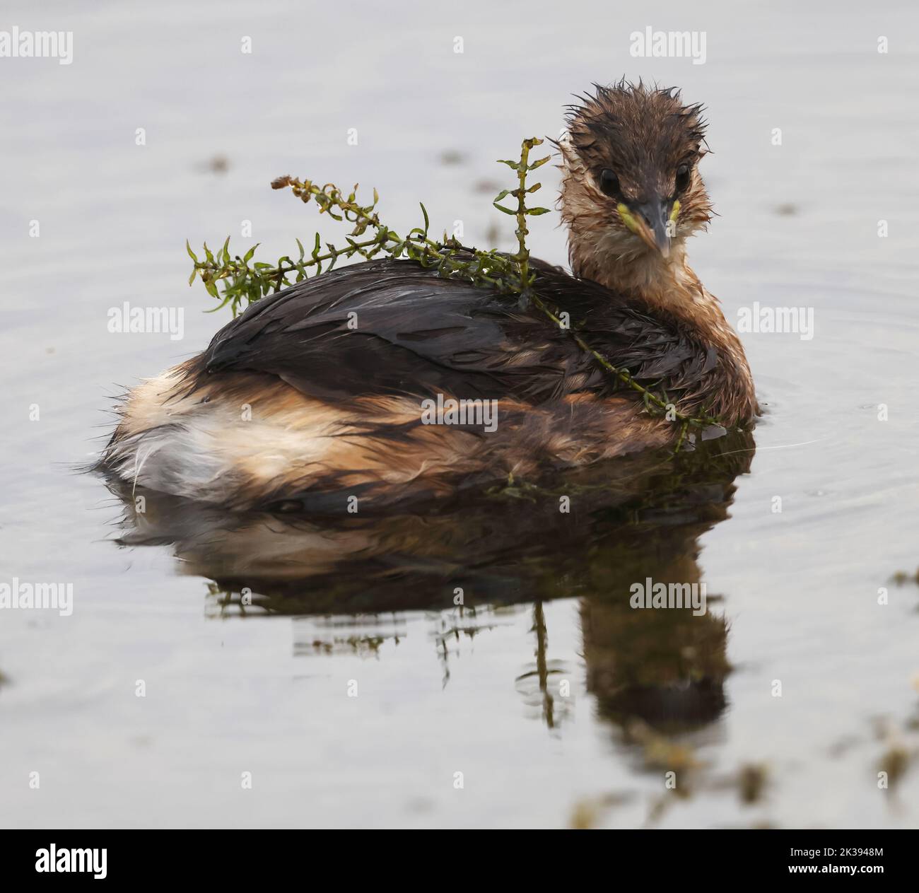 Belle vue rapprochée d'un petit Grebe au lac Kemerton Worcestershire Banque D'Images