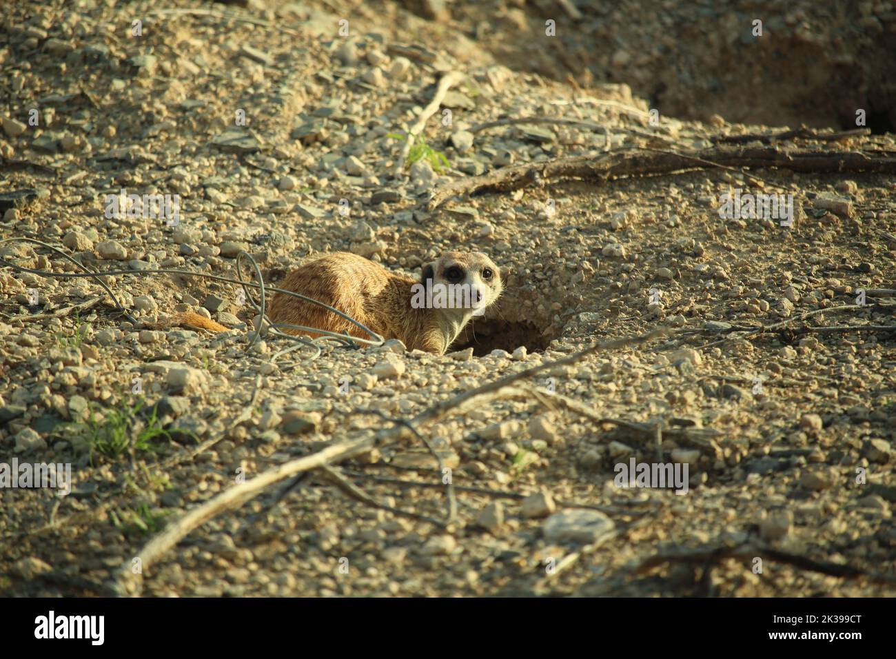 Meerkat adulte en Namibie à l'entrée de leur enterrer Banque D'Images