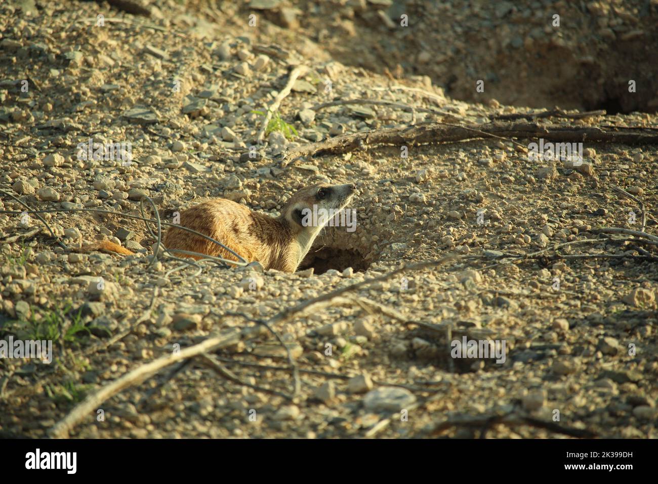 Meerkat adulte en Namibie à l'entrée de leur enterrer Banque D'Images