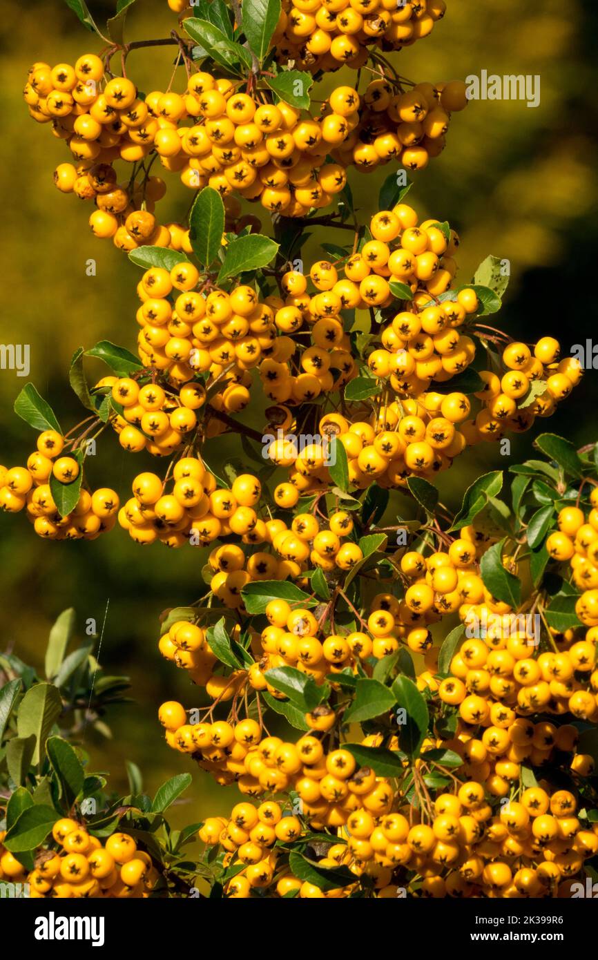 Pyracantha, Pyracantha coccinea « Orange Glow », arbuste, branche, fruits, baies, Pyracantha « Orange Glow », automne, Firethorn Banque D'Images
